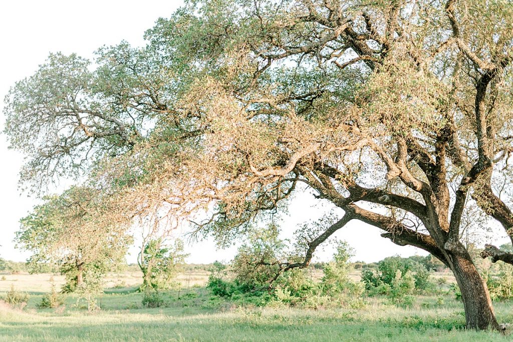 Giant tree in meadow at Hamilton/Hico engagement session