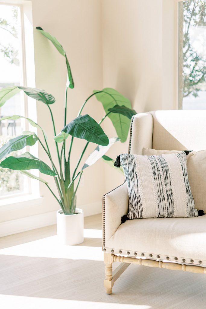 Cozy couch and plant by window
