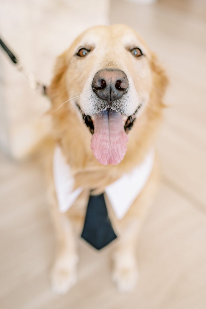 Best dog, dog in wedding tie